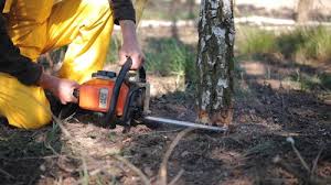 Best Stump Grinding and Removal  in Cedar Ridge, CA