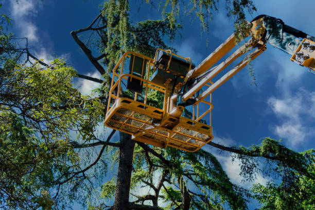 Best Tree Disease Treatment  in Cedar Ridge, CA
