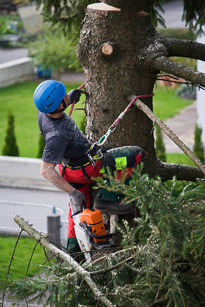  Cedar Ridge, CA Tree Removal Pros